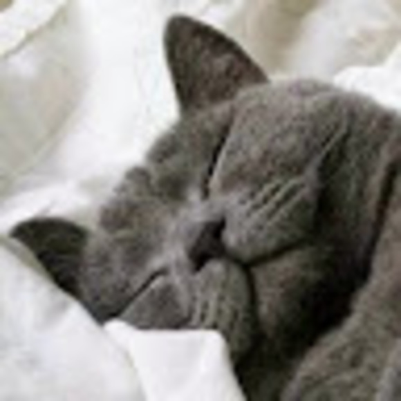 Meet your Posher, Saki - Picture 1 of 1